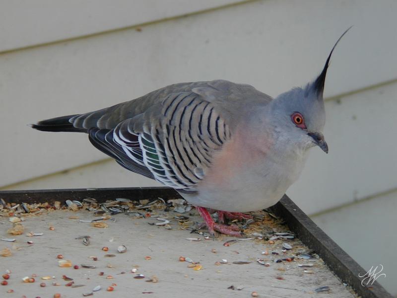 Crested-pidgeon.JPG - Regular visitor