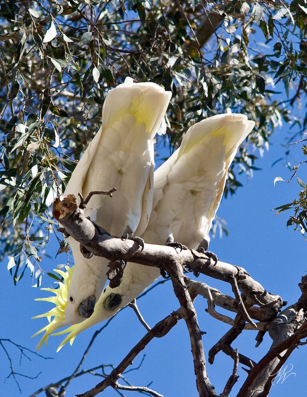 Sulphur-5557.jpg - Sulphur-crested cockatoos in our gum tree