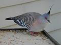 Crested-pidgeon