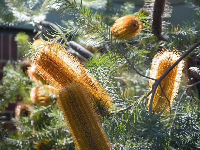 Banksia.jpg