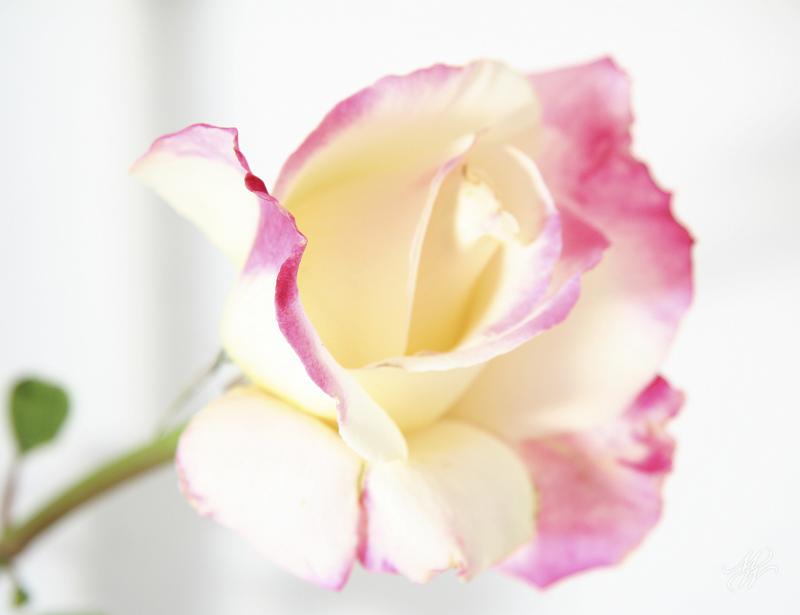 IMG_2819.jpg - From first session with Canon 100mm macro lens