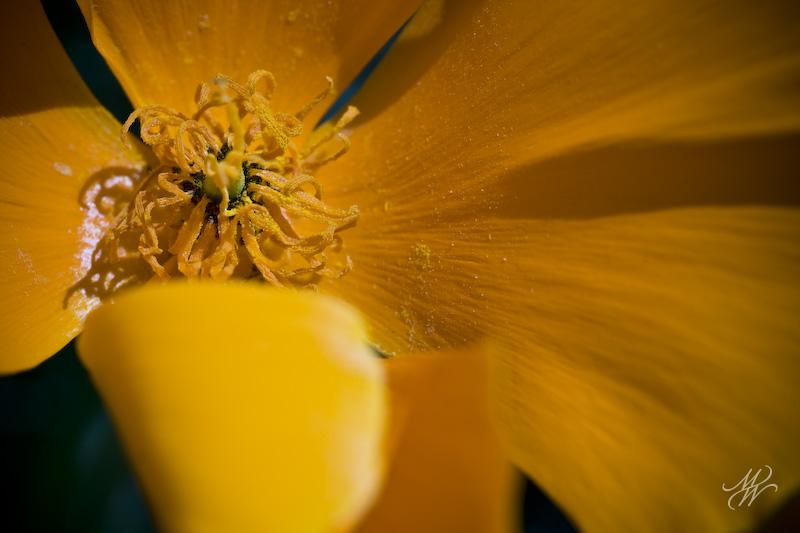 Poppy-4799.jpg - Spring poppy