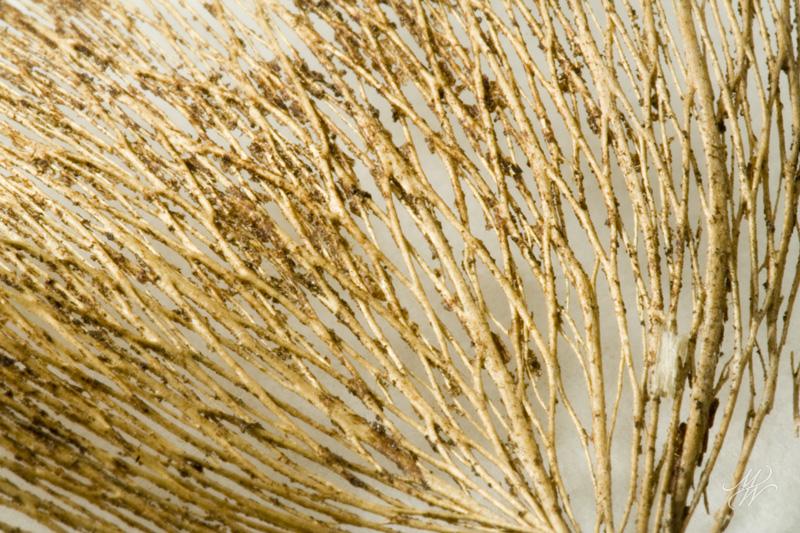 Remains-of-the-leaf-2.jpg - Remains of the leaf