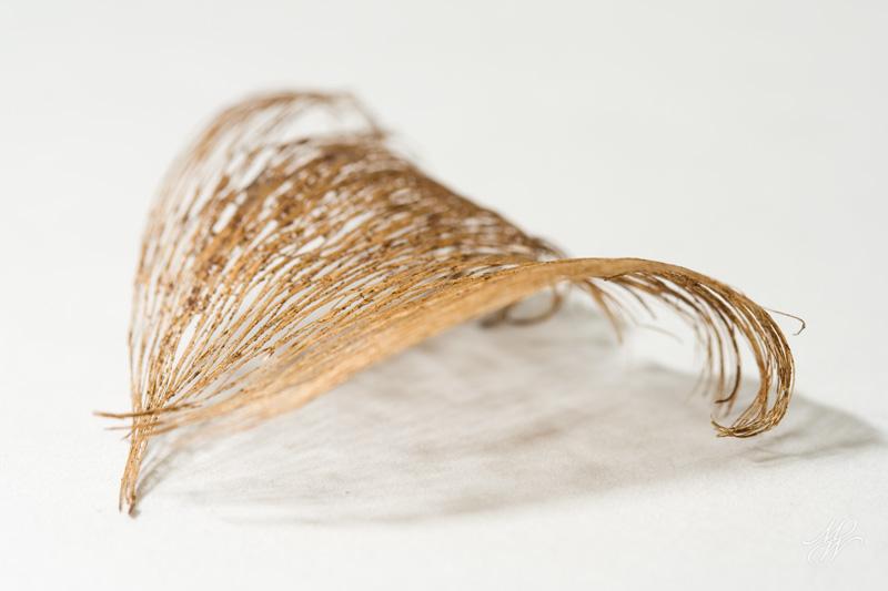 Remains-of-the-leaf-3.jpg - Remains of the leaf