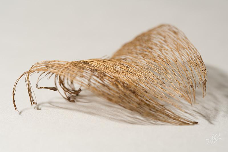 Remains-of-the-leaf-4.jpg - Remains of the leaf