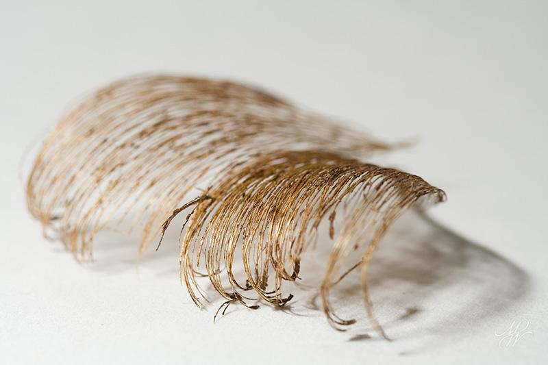 Remains-of-the-leaf-5.jpg - Remains of the leaf