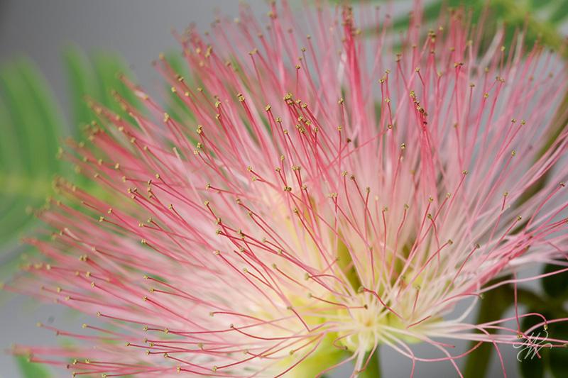 Silk-tree-2.jpg - Our dying silk tree's last blooms (Albizia julibrissin)
