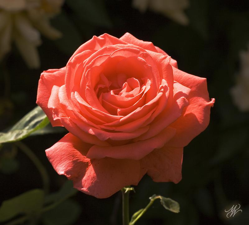 _MG_0185.jpg - Guess!