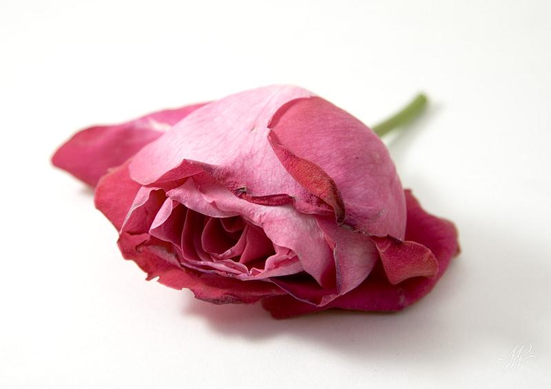 _MG_2734.jpg - From first session with Canon 100mm macro lens