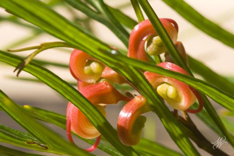 _MG_3641x800.jpg - Grevillea johnsonii "Grace"