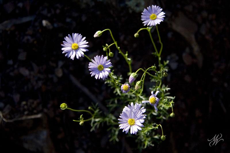 _MG_3800.jpg - Native daisy (Brachycome multifida?) spotlit by the sun on a bank of the Molonglo Gorge.