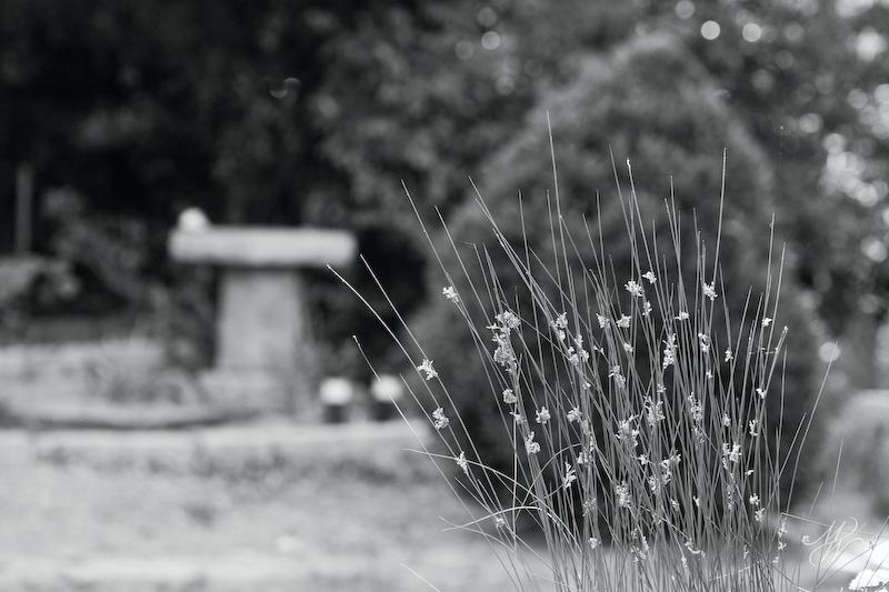 grass-7238.jpg - Flowering grass in our back yard