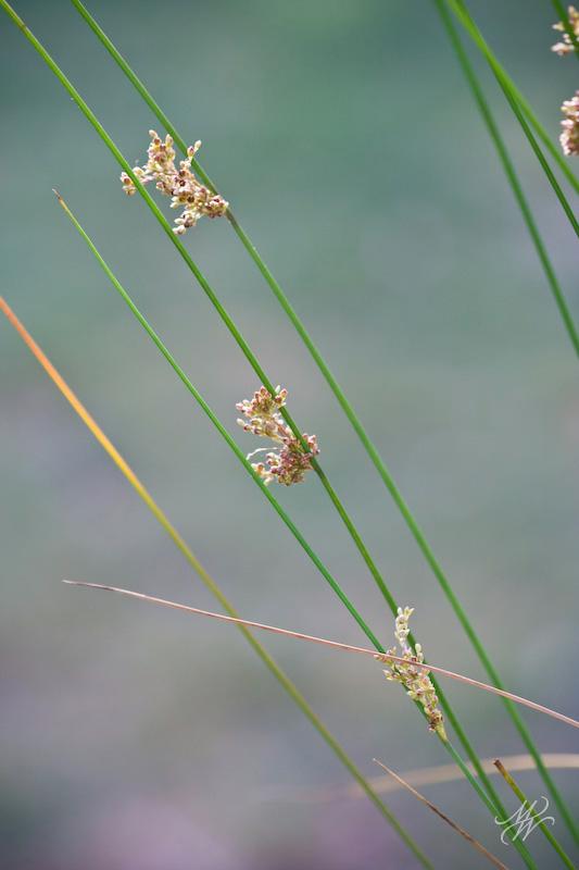 grass-7242.jpg - Flowering grass in our back yard