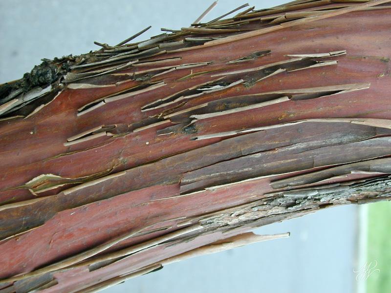 Bark-0014.jpg